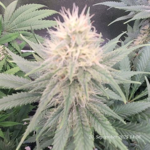 Pearly of Jamaica growlog timeline photo