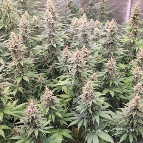 Fast Diesel growlog timeline photo