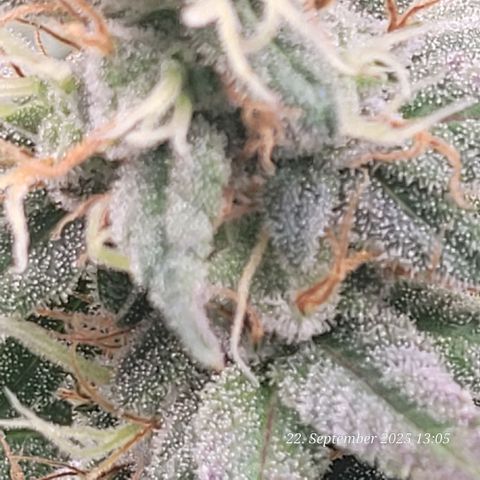 Fast Diesel growlog timeline photo