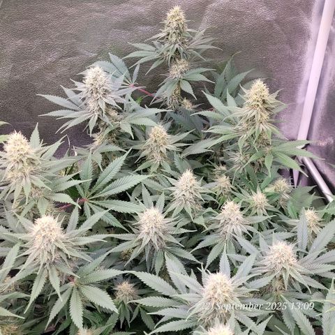 Pearly of Jamaica growlog timeline photo