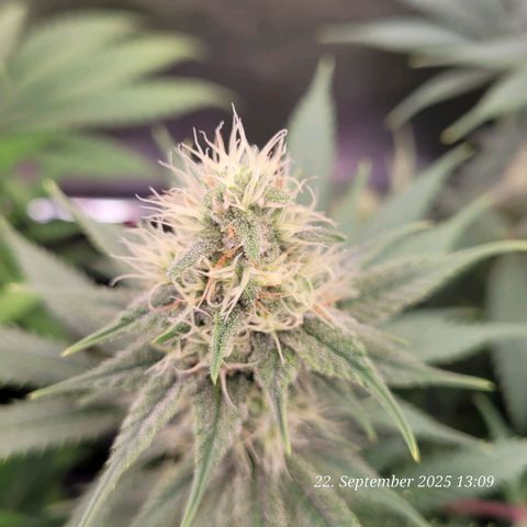 Pearly of Jamaica growlog timeline photo