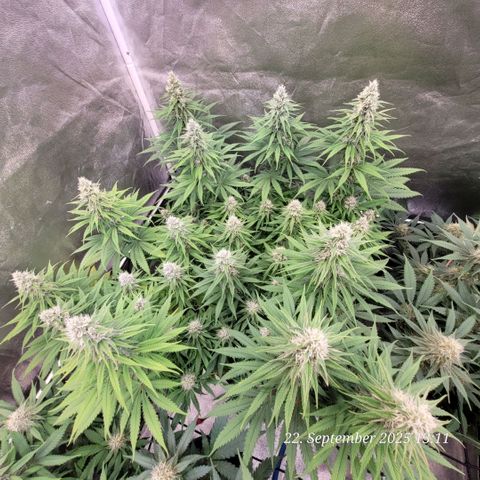 Mexy growlog timeline photo