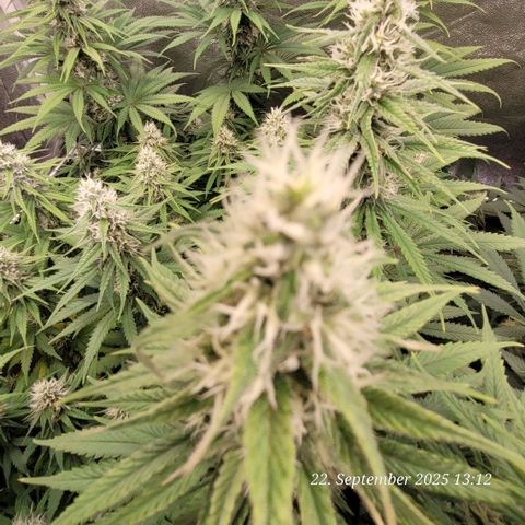 Mexy growlog timeline photo