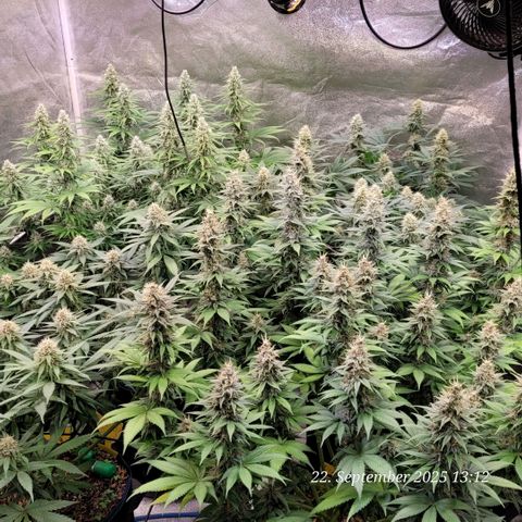 Fast Diesel growlog timeline photo