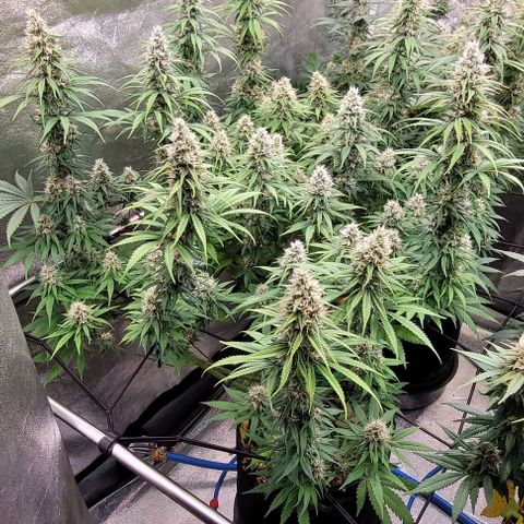 Mexy growlog timeline photo