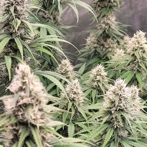 Mexy growlog timeline photo