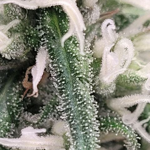 Mexy growlog timeline photo