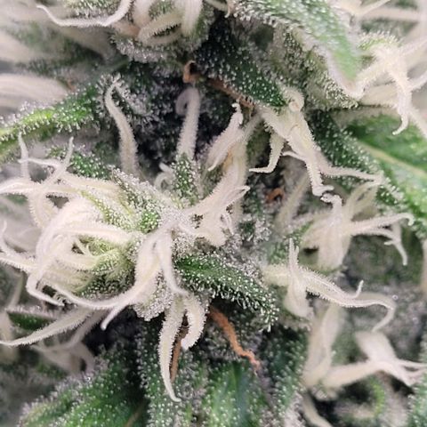 Mexy growlog timeline photo