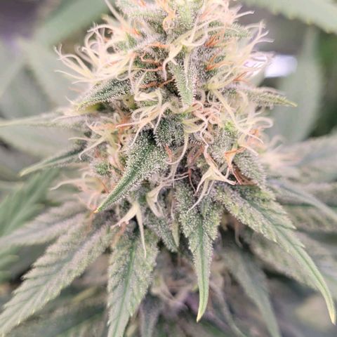 Pearly of Jamaica growlog timeline photo