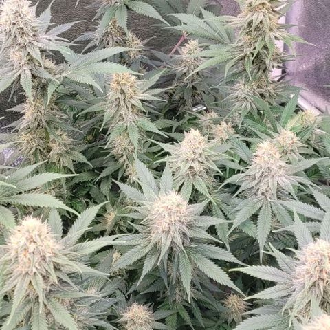 Pearly of Jamaica growlog timeline photo