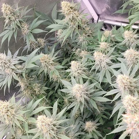 Pearly of Jamaica growlog timeline photo