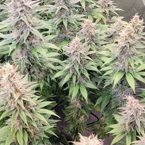 Fast Diesel growlog timeline photo