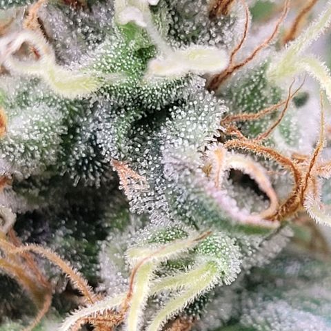 Fast Diesel growlog timeline photo