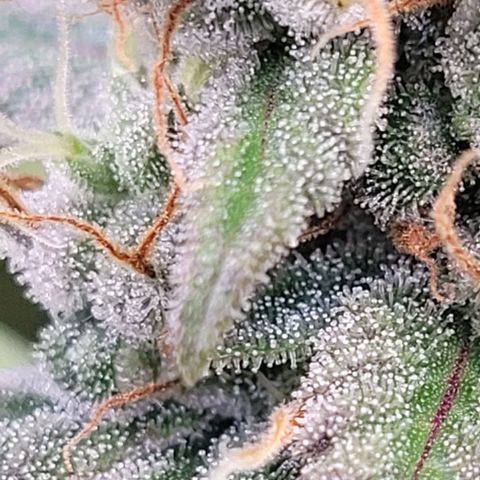 Fast Diesel growlog timeline photo