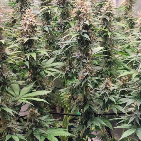 Fast Diesel growlog timeline photo