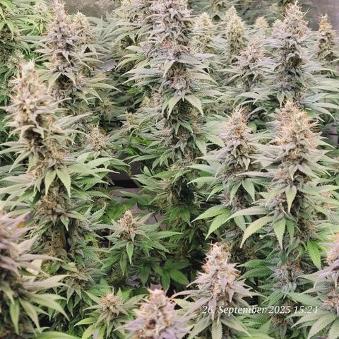 Fast Diesel growlog timeline photo