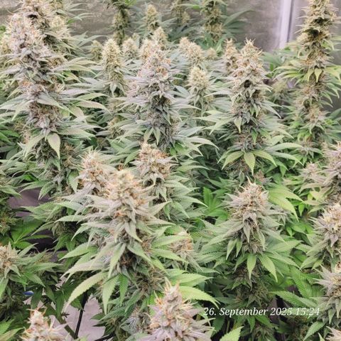 Fast Diesel growlog timeline photo