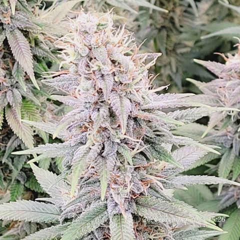 Fast Diesel growlog timeline photo