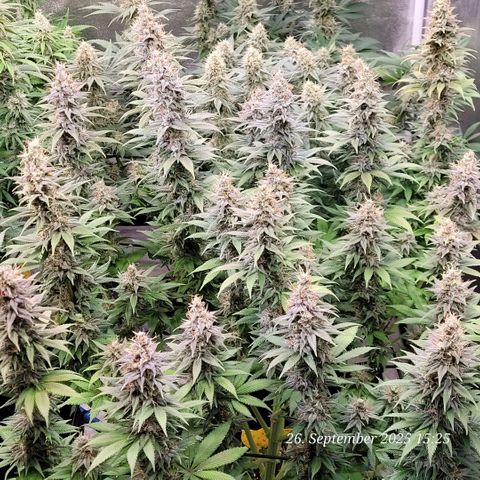 Fast Diesel growlog timeline photo