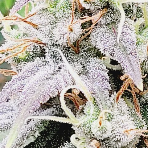 Fast Diesel growlog timeline photo