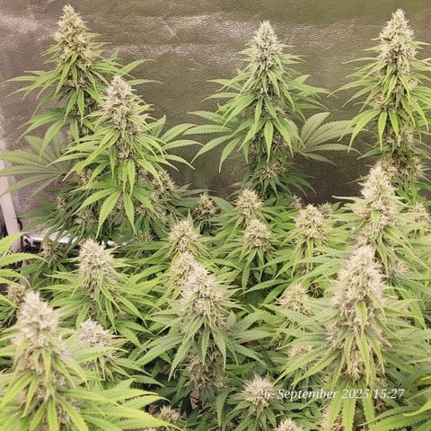 Mexy growlog timeline photo