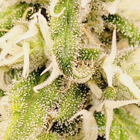 Mexy growlog timeline photo