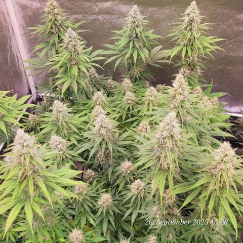 Mexy growlog timeline photo