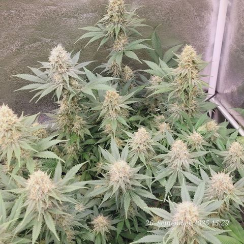 Pearly of Jamaica growlog timeline photo