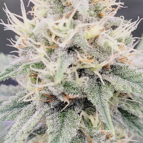 Pearly of Jamaica growlog timeline photo