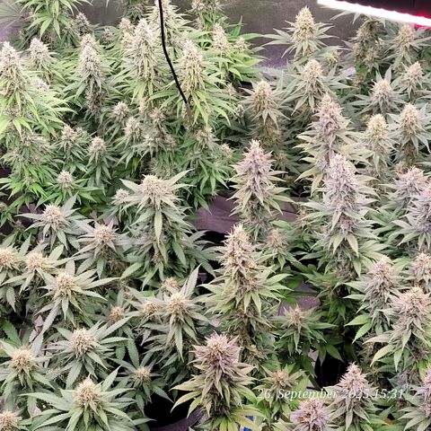 Fast Diesel growlog timeline photo