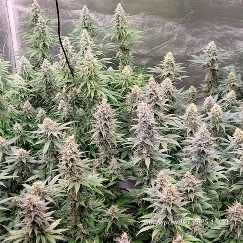 Fast Diesel growlog timeline photo