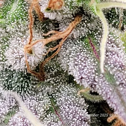 Fast Diesel growlog timeline photo