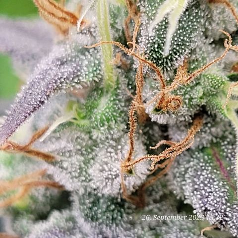 Fast Diesel growlog timeline photo