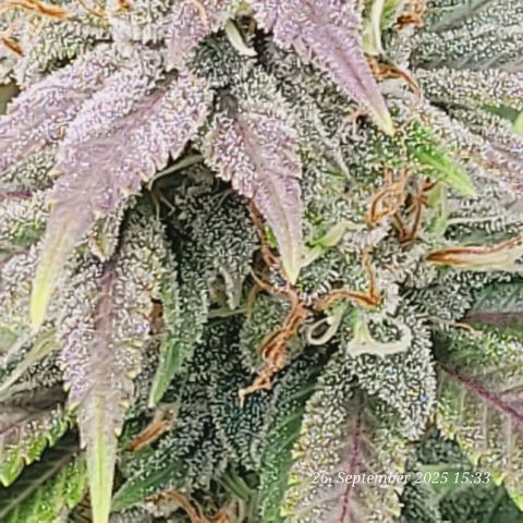 Fast Diesel growlog timeline photo