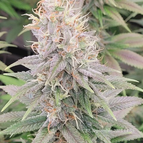 Fast Diesel growlog timeline photo