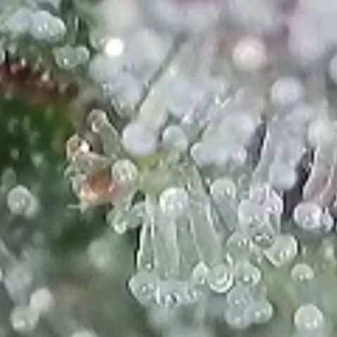 Fast Diesel growlog timeline photo