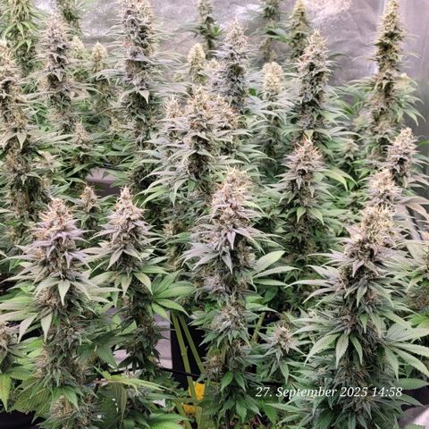 Fast Diesel growlog timeline photo
