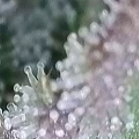 Fast Diesel growlog timeline photo