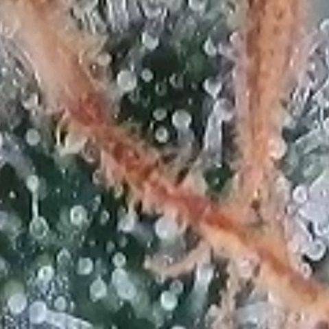 Fast Diesel growlog timeline photo