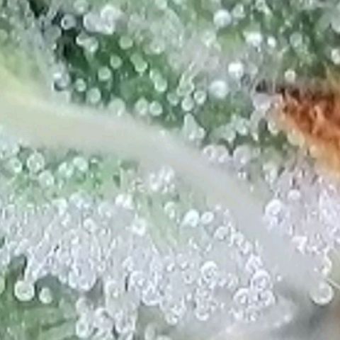 Fast Diesel growlog timeline photo