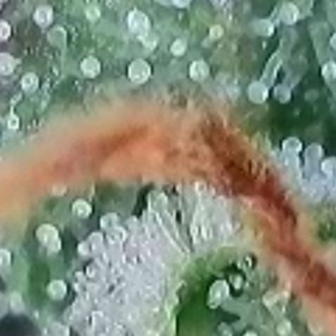 Fast Diesel growlog timeline photo