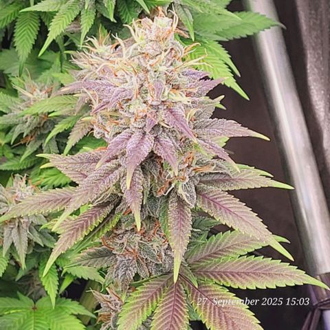 Fast Diesel growlog timeline photo