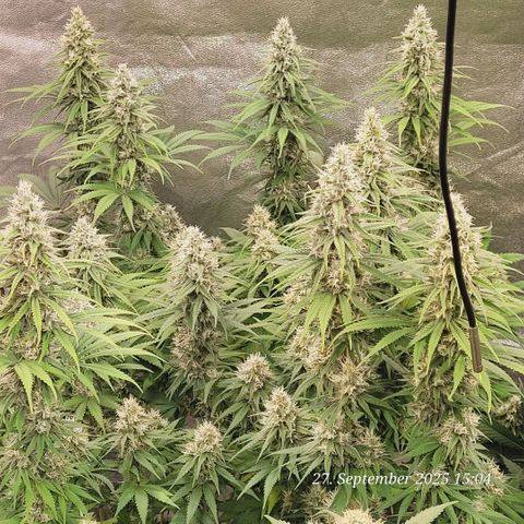 Mexy growlog timeline photo