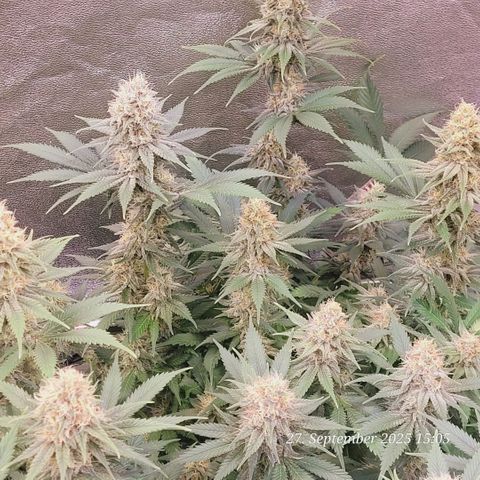 Pearly of Jamaica growlog timeline photo