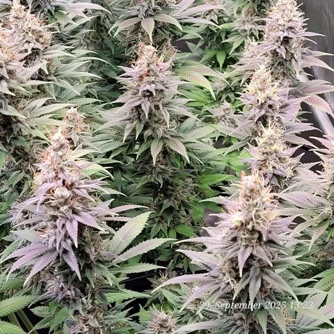 Fast Diesel growlog timeline photo