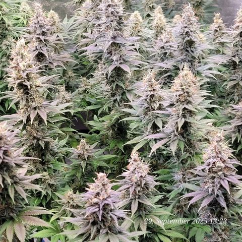 Fast Diesel growlog timeline photo