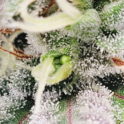 Fast Diesel growlog timeline photo