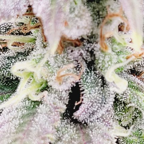 Fast Diesel growlog timeline photo