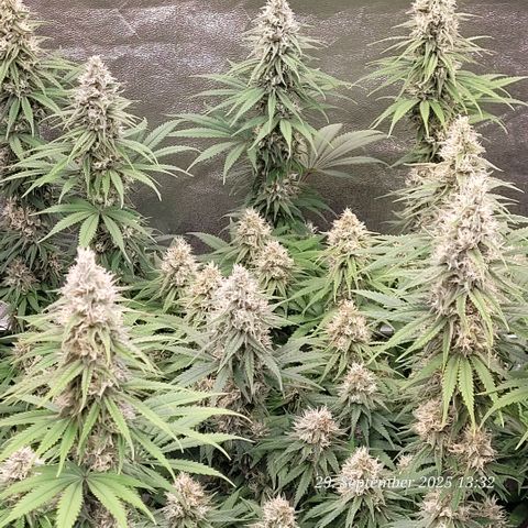 Mexy growlog timeline photo