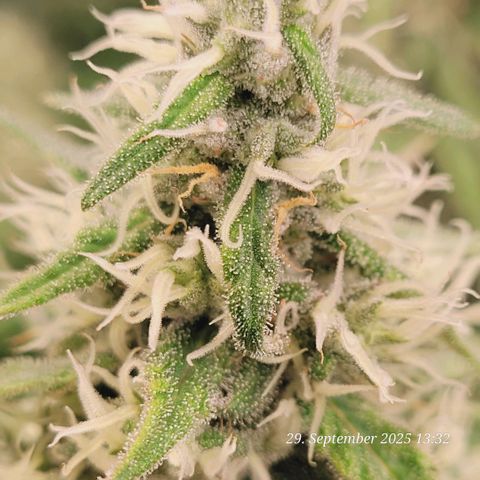 Mexy growlog timeline photo